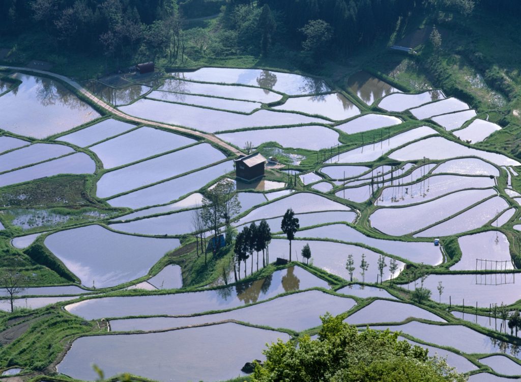 星峠梯田 新潟自由行 新潟旅遊 新潟景點 新潟行程
