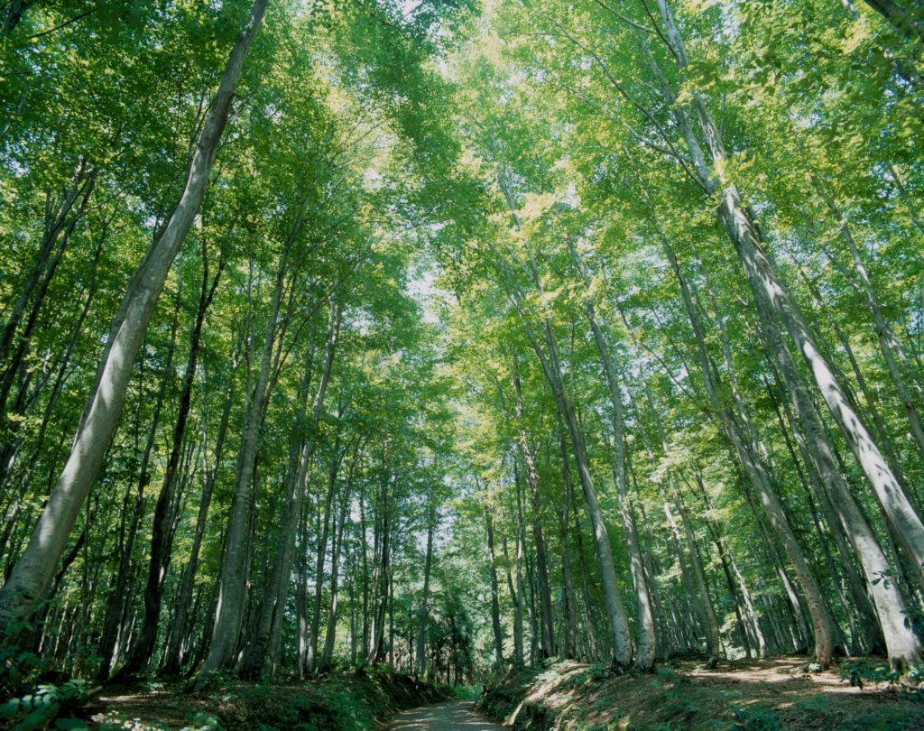 美人林 新潟自由行 新潟旅遊 新潟景點 新潟行程