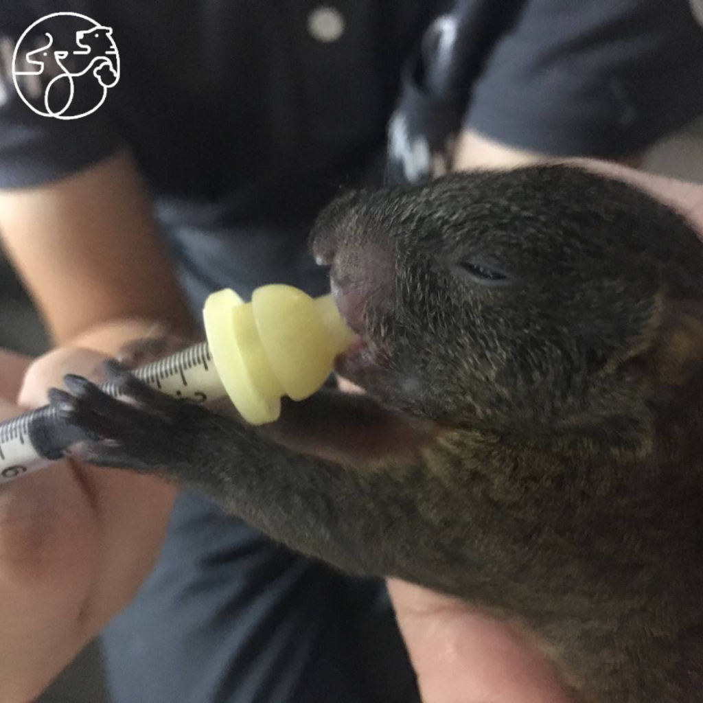 新竹 新竹一日遊 新竹景點 新竹美食
新竹市立動物園