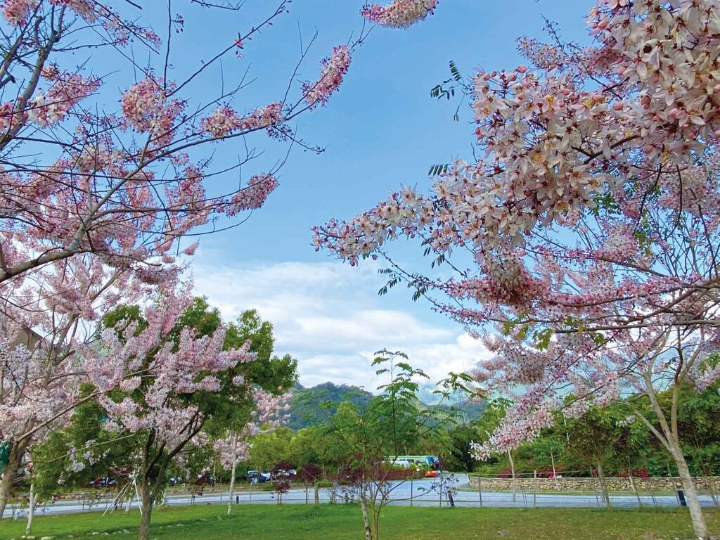 台灣櫻花地點 - 台東鹿野高台