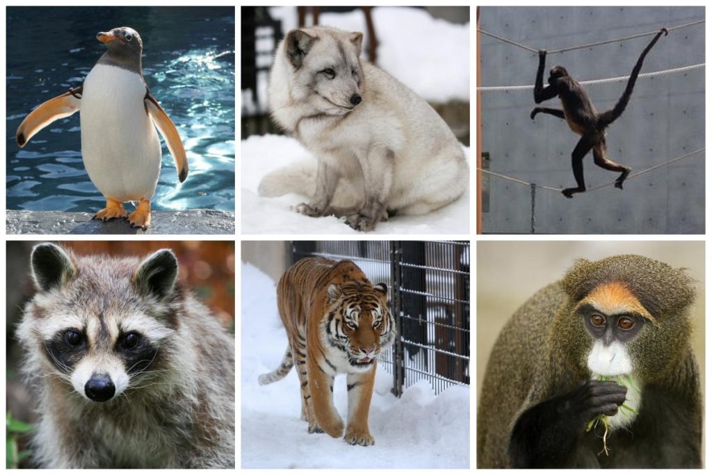旭山動物園 企鵝散步 旭川景點 旭川自由行 旭川行程 旭川2日1夜 旭川美食 旭川住宿 北海道旭川