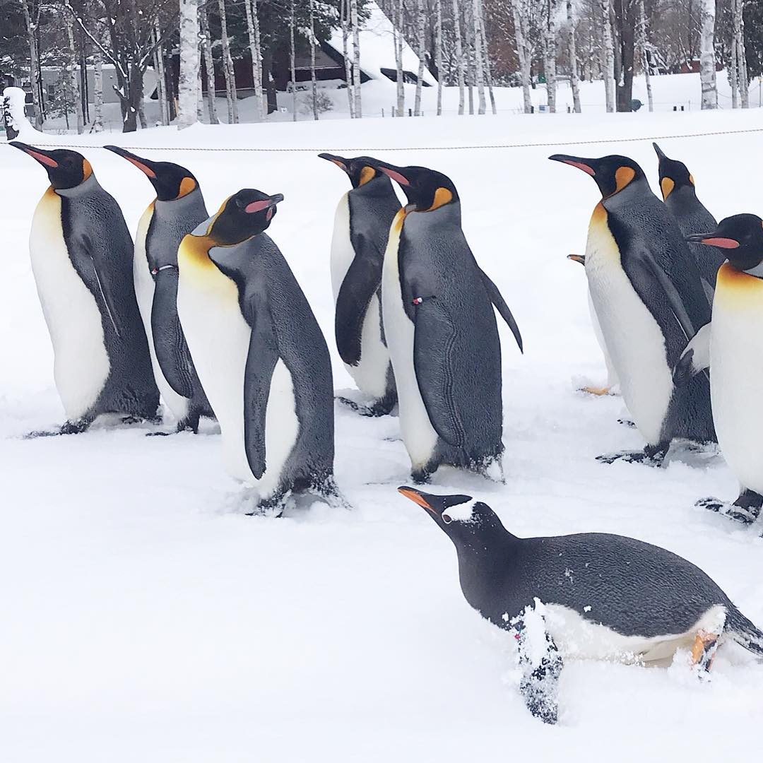 旭山動物園|日本 Japan 日本必食 日本必吃 日本必到 日本必去 日本必買 日本必掃 日本自由行 日本行程 日本行程包 日本懶人包 日本好去處 日本景點 日本必到景點 日本必去景點 日本美食 日本交通 日本攻略 日本自由行行程 日本自由行行程推薦 日本酒店 日本飯店 日本酒店推薦 日本飯店推薦 日本必住酒店 日本必住飯店 日本必食2019 日本必吃2019 日本必到2019 日本必去2019 日本必買2019 日本必掃2019 日本自由行2019 日本行程2019 日本行程包2019 日本懶人包2019 日本好去處2019 日本景點2019 日本必到景點2019 日本必去景點2019 日本美食2019 日本交通2019 日本攻略2019 日本自由行行程2019 日本自由行行程推薦2019 日本酒店2019 日本飯店2019 日本酒店推薦2019 日本飯店推薦2019 日本必住酒店2019 日本必住飯店2019 北海道 Hokkaido 北海道必食 北海道必吃 北海道必到 北海道必去 北海道必買 北海道北海道必掃 北海道自由行 北海道行程 北海道行程包 北海道懶人包 北海道好去處 北海道景點 北海道必到景點 北海道必去景點 北海道美食 北海道交通 北海道攻略 北海道自由行行程 北海道自由行行程推薦 北海道酒店 北海道飯店 北海道酒店推薦 北海道飯店推薦 北海道必住酒店 北海道必住飯店 北海道必吃2019 北海道必到2019 北海道必去2019 北海道必買2019 北海道必掃2019 北海道自由行2019 北海道行程2019 北海道行程包2019 北海道懶人包2019 北海道好去處2019 北海道景點2019 北海道必到景點2019 北海道必去景點2019 北海道美食2019 北海道交通2019 北海道攻略2019 北海道自由行行程2019 北海道自由行行程推薦2019 北海道酒店2019 北海道飯店2019 北海道酒店推薦2019 北海道飯店推薦2019 北海道必住酒店2019 北海道必住飯店2019 函館機場 八幡坂 函館山 函館朝市 金森紅磚倉庫群 小丑漢堡 五稜郭 函館 登別 地獄谷 登別溫泉街 熊牧場 San Lavia滑雪場 札幌 小樽 田中酒造龜甲藏 小樽音樂盒本館 小樽堺町通り商店街 小樽運河 狸小路商店街 新千歲機場 大通公園 富田農場 富田哈密瓜工房 四季彩之丘 Flower Land Kamifurano 富良野 Furano Cheese Factory 旭川企鵝遊行2019 旭川企鵝遊行2018 旭川企鵝散步2019 旭川一日遊 旭川電氣軌道巴士 北海道旭山水族館 旭川站的6號乘車站 北海道企鵝走路 雪之美術館 高速巴士旭川號
