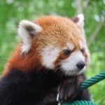 旭山動物園|日本 Japan 日本必食 日本必吃 日本必到 日本必去 日本必買 日本必掃 日本自由行 日本行程 日本行程包 日本懶人包 日本好去處 日本景點 日本必到景點 日本必去景點 日本美食 日本交通 日本攻略 日本自由行行程 日本自由行行程推薦 日本酒店 日本飯店 日本酒店推薦 日本飯店推薦 日本必住酒店 日本必住飯店 日本必食2019 日本必吃2019 日本必到2019 日本必去2019 日本必買2019 日本必掃2019 日本自由行2019 日本行程2019 日本行程包2019 日本懶人包2019 日本好去處2019 日本景點2019 日本必到景點2019 日本必去景點2019 日本美食2019 日本交通2019 日本攻略2019 日本自由行行程2019 日本自由行行程推薦2019 日本酒店2019 日本飯店2019 日本酒店推薦2019 日本飯店推薦2019 日本必住酒店2019 日本必住飯店2019 北海道 Hokkaido 北海道必食 北海道必吃 北海道必到 北海道必去 北海道必買 北海道北海道必掃 北海道自由行 北海道行程 北海道行程包 北海道懶人包 北海道好去處 北海道景點 北海道必到景點 北海道必去景點 北海道美食 北海道交通 北海道攻略 北海道自由行行程 北海道自由行行程推薦 北海道酒店 北海道飯店 北海道酒店推薦 北海道飯店推薦 北海道必住酒店 北海道必住飯店 北海道必吃2019 北海道必到2019 北海道必去2019 北海道必買2019 北海道必掃2019 北海道自由行2019 北海道行程2019 北海道行程包2019 北海道懶人包2019 北海道好去處2019 北海道景點2019 北海道必到景點2019 北海道必去景點2019 北海道美食2019 北海道交通2019 北海道攻略2019 北海道自由行行程2019 北海道自由行行程推薦2019 北海道酒店2019 北海道飯店2019 北海道酒店推薦2019 北海道飯店推薦2019 北海道必住酒店2019 北海道必住飯店2019 函館機場 八幡坂 函館山 函館朝市 金森紅磚倉庫群 小丑漢堡 五稜郭 函館 登別 地獄谷 登別溫泉街 熊牧場 San Lavia滑雪場 札幌 小樽 田中酒造龜甲藏 小樽音樂盒本館 小樽堺町通り商店街 小樽運河 狸小路商店街 新千歲機場 大通公園 富田農場 富田哈密瓜工房 四季彩之丘 Flower Land Kamifurano 富良野 Furano Cheese Factory 旭川企鵝遊行2019 旭川企鵝遊行2018 旭川企鵝散步2019 旭川一日遊 旭川電氣軌道巴士 北海道旭山水族館 旭川站的6號乘車站 北海道企鵝走路 雪之美術館 高速巴士旭川號