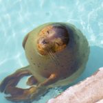 旭山動物園|日本 Japan 日本必食 日本必吃 日本必到 日本必去 日本必買 日本必掃 日本自由行 日本行程 日本行程包 日本懶人包 日本好去處 日本景點 日本必到景點 日本必去景點 日本美食 日本交通 日本攻略 日本自由行行程 日本自由行行程推薦 日本酒店 日本飯店 日本酒店推薦 日本飯店推薦 日本必住酒店 日本必住飯店 日本必食2019 日本必吃2019 日本必到2019 日本必去2019 日本必買2019 日本必掃2019 日本自由行2019 日本行程2019 日本行程包2019 日本懶人包2019 日本好去處2019 日本景點2019 日本必到景點2019 日本必去景點2019 日本美食2019 日本交通2019 日本攻略2019 日本自由行行程2019 日本自由行行程推薦2019 日本酒店2019 日本飯店2019 日本酒店推薦2019 日本飯店推薦2019 日本必住酒店2019 日本必住飯店2019 北海道 Hokkaido 北海道必食 北海道必吃 北海道必到 北海道必去 北海道必買 北海道北海道必掃 北海道自由行 北海道行程 北海道行程包 北海道懶人包 北海道好去處 北海道景點 北海道必到景點 北海道必去景點 北海道美食 北海道交通 北海道攻略 北海道自由行行程 北海道自由行行程推薦 北海道酒店 北海道飯店 北海道酒店推薦 北海道飯店推薦 北海道必住酒店 北海道必住飯店 北海道必吃2019 北海道必到2019 北海道必去2019 北海道必買2019 北海道必掃2019 北海道自由行2019 北海道行程2019 北海道行程包2019 北海道懶人包2019 北海道好去處2019 北海道景點2019 北海道必到景點2019 北海道必去景點2019 北海道美食2019 北海道交通2019 北海道攻略2019 北海道自由行行程2019 北海道自由行行程推薦2019 北海道酒店2019 北海道飯店2019 北海道酒店推薦2019 北海道飯店推薦2019 北海道必住酒店2019 北海道必住飯店2019 函館機場 八幡坂 函館山 函館朝市 金森紅磚倉庫群 小丑漢堡 五稜郭 函館 登別 地獄谷 登別溫泉街 熊牧場 San Lavia滑雪場 札幌 小樽 田中酒造龜甲藏 小樽音樂盒本館 小樽堺町通り商店街 小樽運河 狸小路商店街 新千歲機場 大通公園 富田農場 富田哈密瓜工房 四季彩之丘 Flower Land Kamifurano 富良野 Furano Cheese Factory 旭川企鵝遊行2019 旭川企鵝遊行2018 旭川企鵝散步2019 旭川一日遊 旭川電氣軌道巴士 北海道旭山水族館 旭川站的6號乘車站 北海道企鵝走路 雪之美術館 高速巴士旭川號