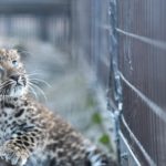 旭山動物園|日本 Japan 日本必食 日本必吃 日本必到 日本必去 日本必買 日本必掃 日本自由行 日本行程 日本行程包 日本懶人包 日本好去處 日本景點 日本必到景點 日本必去景點 日本美食 日本交通 日本攻略 日本自由行行程 日本自由行行程推薦 日本酒店 日本飯店 日本酒店推薦 日本飯店推薦 日本必住酒店 日本必住飯店 日本必食2019 日本必吃2019 日本必到2019 日本必去2019 日本必買2019 日本必掃2019 日本自由行2019 日本行程2019 日本行程包2019 日本懶人包2019 日本好去處2019 日本景點2019 日本必到景點2019 日本必去景點2019 日本美食2019 日本交通2019 日本攻略2019 日本自由行行程2019 日本自由行行程推薦2019 日本酒店2019 日本飯店2019 日本酒店推薦2019 日本飯店推薦2019 日本必住酒店2019 日本必住飯店2019 北海道 Hokkaido 北海道必食 北海道必吃 北海道必到 北海道必去 北海道必買 北海道北海道必掃 北海道自由行 北海道行程 北海道行程包 北海道懶人包 北海道好去處 北海道景點 北海道必到景點 北海道必去景點 北海道美食 北海道交通 北海道攻略 北海道自由行行程 北海道自由行行程推薦 北海道酒店 北海道飯店 北海道酒店推薦 北海道飯店推薦 北海道必住酒店 北海道必住飯店 北海道必吃2019 北海道必到2019 北海道必去2019 北海道必買2019 北海道必掃2019 北海道自由行2019 北海道行程2019 北海道行程包2019 北海道懶人包2019 北海道好去處2019 北海道景點2019 北海道必到景點2019 北海道必去景點2019 北海道美食2019 北海道交通2019 北海道攻略2019 北海道自由行行程2019 北海道自由行行程推薦2019 北海道酒店2019 北海道飯店2019 北海道酒店推薦2019 北海道飯店推薦2019 北海道必住酒店2019 北海道必住飯店2019 函館機場 八幡坂 函館山 函館朝市 金森紅磚倉庫群 小丑漢堡 五稜郭 函館 登別 地獄谷 登別溫泉街 熊牧場 San Lavia滑雪場 札幌 小樽 田中酒造龜甲藏 小樽音樂盒本館 小樽堺町通り商店街 小樽運河 狸小路商店街 新千歲機場 大通公園 富田農場 富田哈密瓜工房 四季彩之丘 Flower Land Kamifurano 富良野 Furano Cheese Factory 旭川企鵝遊行2019 旭川企鵝遊行2018 旭川企鵝散步2019 旭川一日遊 旭川電氣軌道巴士 北海道旭山水族館 旭川站的6號乘車站 北海道企鵝走路 雪之美術館 高速巴士旭川號