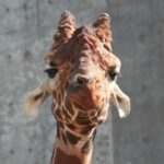 旭山動物園|日本 Japan 日本必食 日本必吃 日本必到 日本必去 日本必買 日本必掃 日本自由行 日本行程 日本行程包 日本懶人包 日本好去處 日本景點 日本必到景點 日本必去景點 日本美食 日本交通 日本攻略 日本自由行行程 日本自由行行程推薦 日本酒店 日本飯店 日本酒店推薦 日本飯店推薦 日本必住酒店 日本必住飯店 日本必食2019 日本必吃2019 日本必到2019 日本必去2019 日本必買2019 日本必掃2019 日本自由行2019 日本行程2019 日本行程包2019 日本懶人包2019 日本好去處2019 日本景點2019 日本必到景點2019 日本必去景點2019 日本美食2019 日本交通2019 日本攻略2019 日本自由行行程2019 日本自由行行程推薦2019 日本酒店2019 日本飯店2019 日本酒店推薦2019 日本飯店推薦2019 日本必住酒店2019 日本必住飯店2019 北海道 Hokkaido 北海道必食 北海道必吃 北海道必到 北海道必去 北海道必買 北海道北海道必掃 北海道自由行 北海道行程 北海道行程包 北海道懶人包 北海道好去處 北海道景點 北海道必到景點 北海道必去景點 北海道美食 北海道交通 北海道攻略 北海道自由行行程 北海道自由行行程推薦 北海道酒店 北海道飯店 北海道酒店推薦 北海道飯店推薦 北海道必住酒店 北海道必住飯店 北海道必吃2019 北海道必到2019 北海道必去2019 北海道必買2019 北海道必掃2019 北海道自由行2019 北海道行程2019 北海道行程包2019 北海道懶人包2019 北海道好去處2019 北海道景點2019 北海道必到景點2019 北海道必去景點2019 北海道美食2019 北海道交通2019 北海道攻略2019 北海道自由行行程2019 北海道自由行行程推薦2019 北海道酒店2019 北海道飯店2019 北海道酒店推薦2019 北海道飯店推薦2019 北海道必住酒店2019 北海道必住飯店2019 函館機場 八幡坂 函館山 函館朝市 金森紅磚倉庫群 小丑漢堡 五稜郭 函館 登別 地獄谷 登別溫泉街 熊牧場 San Lavia滑雪場 札幌 小樽 田中酒造龜甲藏 小樽音樂盒本館 小樽堺町通り商店街 小樽運河 狸小路商店街 新千歲機場 大通公園 富田農場 富田哈密瓜工房 四季彩之丘 Flower Land Kamifurano 富良野 Furano Cheese Factory 旭川企鵝遊行2019 旭川企鵝遊行2018 旭川企鵝散步2019 旭川一日遊 旭川電氣軌道巴士 北海道旭山水族館 旭川站的6號乘車站 北海道企鵝走路 雪之美術館 高速巴士旭川號