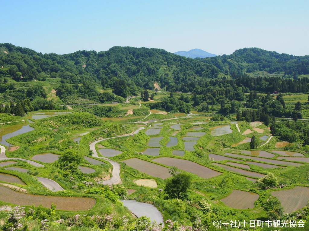 星峠梯田 新潟自由行 新潟旅遊 新潟景點 新潟行程