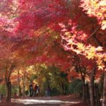 曽木の滝公園 曾木瀑布公園紅葉 曾木瀑布公園 紅葉 曾木瀑布公園紅葉祭 曽木の滝公園もみじ祭り 鹿兒島 紅葉 景點 2019 鹿兒島紅葉景點 2019 鹿兒島 紅葉景點 2019 鹿兒島紅葉 2019 鹿兒島紅葉2019 鹿兒島 紅葉 鹿兒島紅葉 2019 鹿兒島紅葉2019 鹿兒島賞楓 2019 鹿兒島賞楓2019 鹿兒島賞楓景點 2019 鹿兒島賞楓景點2019 鹿兒島夜楓 2019 鹿兒島夜楓2019 鹿兒島夜楓景點2019 鹿兒島夜楓景點 2019 九州紅葉 2019 九州紅葉2019 九州紅葉 景點 2019 九州紅葉景點 2019 九州紅葉景點2019 九州賞楓 2019 九州賞楓2019 九州賞楓景點 2019 九州賞楓景點2019 九州賞楓 景點 2019 九州夜楓2019 九州夜楓 2019 九州夜楓景點2019 九州夜楓景點 2019 九州夜楓 景點 2019 九州楓葉2019 九州楓葉 2019 九州楓葉景點2019 九州楓葉景點 2019 九州 紅葉祭 2019 九州景點 九州必去 九州必看 九州自由行 九州行程 九州自由行行程推薦 九州自由行行程推介 九州自由行行程