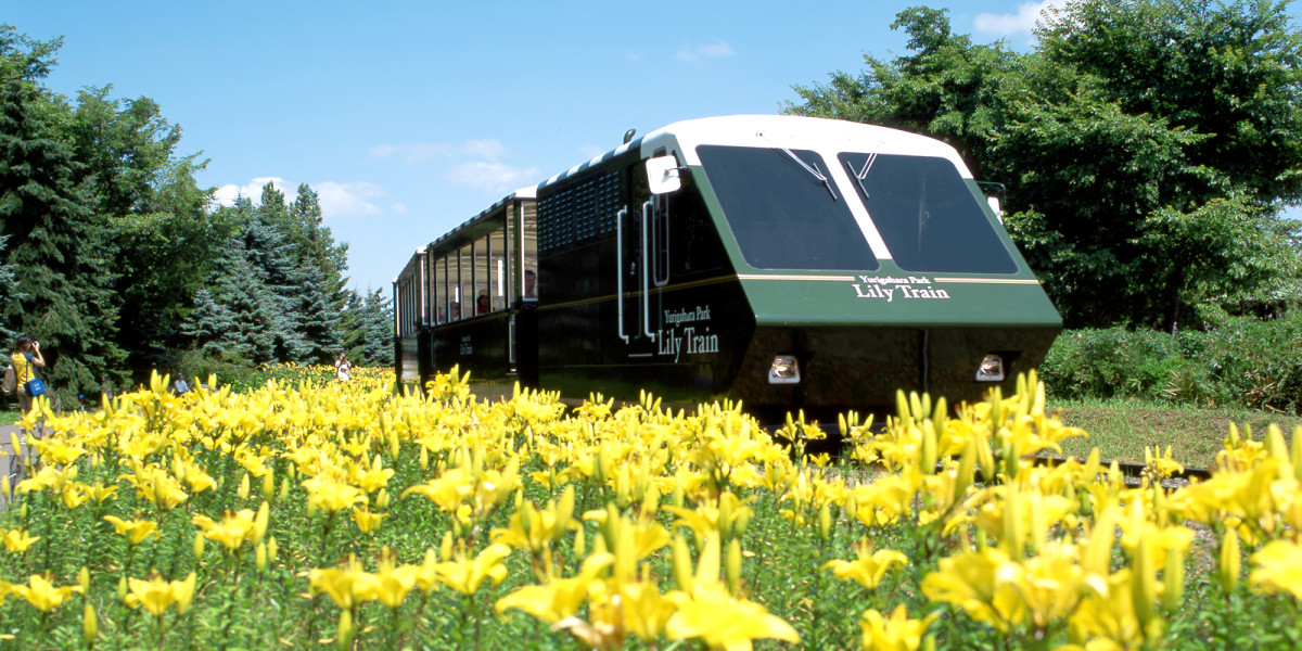 LILLY TRAIN 札幌市百合之原公園 Sapporo Yurigahara Park 百合が原公園 百合花 北海道百合花 百合花花田 百合花花海 北海道必去 北海道景點 北海道賞花 北海道賞花景點