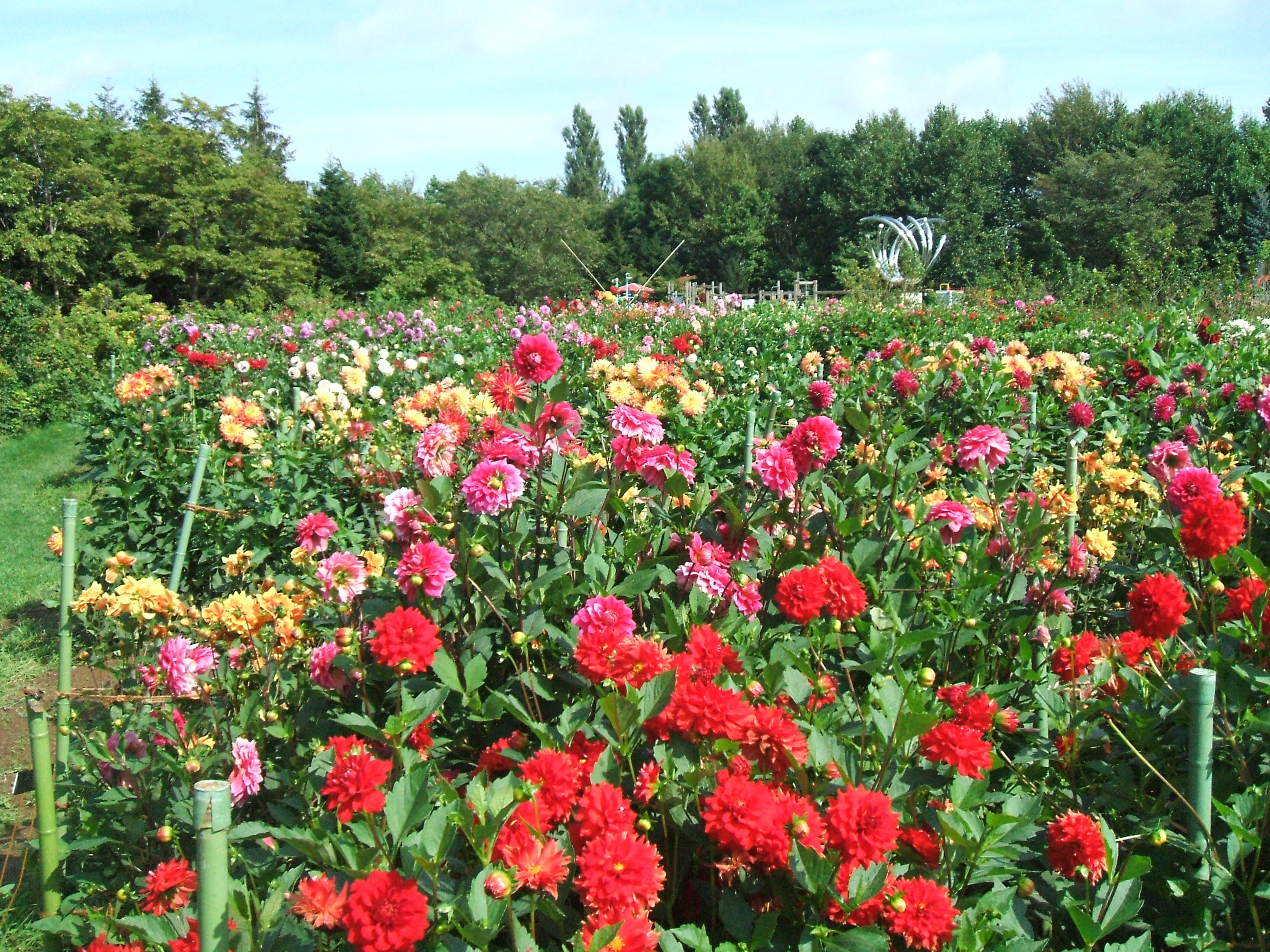 札幌市百合之原公園 Sapporo Yurigahara Park 百合が原公園 百合花 北海道百合花 百合花花田 百合花花海 北海道必去 北海道景點 北海道賞花 北海道賞花景點