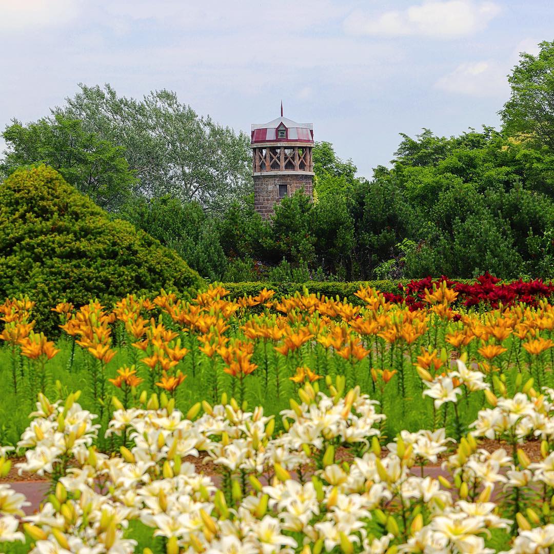 札幌市百合之原公園　Sapporo Yurigahara Park　百合が原公園 百合花 北海道百合花　百合花花田 百合花花海 北海道必去 北海道景點 北海道賞花 北海道賞花景點