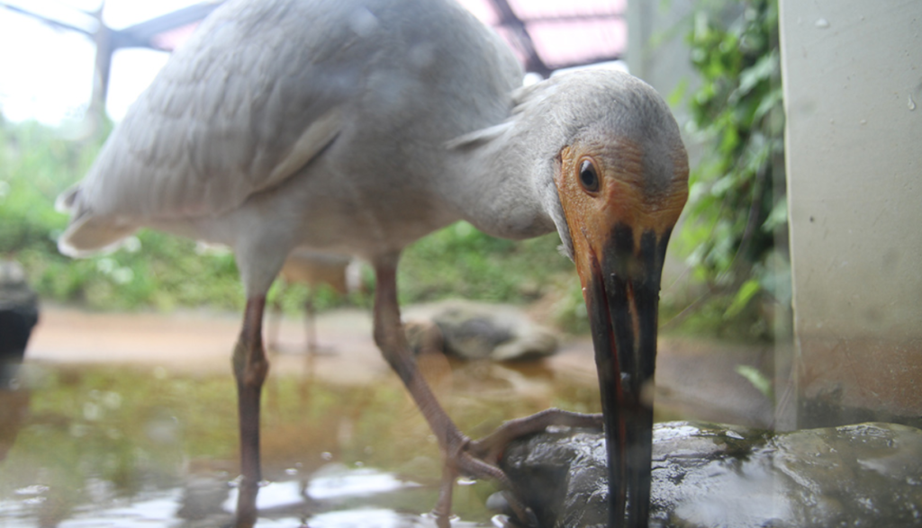 朱鷺森林公園 新潟自由行 新潟旅遊 新潟景點 新潟行程