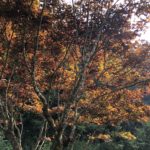 杉林溪森林生態渡假園區|台灣 Taiwan 台灣必食 台灣必吃 台灣必到 台灣必去 台灣必買 台灣必掃 台灣自由行 台灣行程 台灣行程包 台灣懶人包 台灣好去處 台灣景點 台灣必到景點 台灣必去景點 台灣美食 台灣交通 台灣攻略 台灣自由行行程 台灣自由行行程推薦 台灣住宿 台灣酒店 台灣飯店 台灣住宿推薦 台灣酒店推薦 台灣飯店推薦 台灣住宿推介 台灣酒店推介 台灣飯店推介 台灣必住酒店 台灣必住飯店 台灣必食2019 台灣必吃2019 台灣必到2019 台灣必去2019 台灣必買2019 台灣必掃2019 台灣自由行2019 台灣行程2019 台灣行程包2019 台灣懶人包2019 台灣好去處2019 台灣景點2019 台灣必到景點2019 台灣必去景點2019 台灣美食2019 台灣交通2019 台灣攻略2019 台灣自由行行程2019 台灣自由行行程推薦2019 台灣住宿2019 台灣酒店2019 台灣飯店2019 台灣住宿推薦2019 台灣酒店推薦2019 台灣飯店推薦2019 台灣住宿推介2019 台灣酒店推介2019 台灣飯店推介2019 台灣必住酒店2019 台灣必住飯店2019 台北 Taipei 台北必食 台北必吃 台北必到 台北必去 台北必買 台北必掃 台北自由行 台北行程 台北行程包 台北懶人包 台北好去處 台北景點 台北必到景點 台北必去景點 台北美食 台北交通 台北攻略 台北自由行行程 台北自由行行程推薦 台北酒店 台北飯店 台北酒店推薦 台北飯店推薦 台北必住酒店 台北必住飯店 台北必食2019 台北必吃2019 台北必到2019 台北必去2019 台北必買2019 台北必掃2019 台北自由行2019 台北行程2019 台北行程包2019 台北懶人包2019 台北好去處2019 台北景點2019 台北必到景點2019 台北必去景點2019 台北美食2019 台北交通2019 台北攻略2019 台北自由行行程2019 台北自由行行程推薦2019 台北酒店2019 台北飯店2019 台北酒店推薦2019 台北飯店推薦2019 台北必住酒店2019 台北必住飯店2019 台中 Taichung 台中必食 台中必吃 台中必到 台中必去 台中必買 台中必掃 台中自由行 台中行程 台中行程包 台中懶人包 台中好去處 台中景點 台中必到景點 台中必去景點 台中美食 台中交通 台中攻略 台中自由行行程 台中自由行行程推薦 台中酒店 台中飯店 台中酒店推薦 台中飯店推薦 台中必住酒店 台中必住飯店 台中必食2019 台中必吃2019 台中必到2019 台中必去2019 台中必買2019 台中必掃2019 台中自由行2019 台中行程2019 台中行程包2019 台中懶人包2019 台中好去處2019 景點2019 台中必到景點2019 必去景點2019 台中美食2019 台中交通2019 台中攻略2019 台中自由行行程2019 台中自由行行程推薦2019 台中酒店2019 台中飯店2019 台中酒店推薦2019 台中飯店推薦2019 台中必住酒店2019 台中必住飯店2019 高雄 Kaohsiung 高雄必食 高雄必吃 高雄必到 高雄必去 高雄必買 高雄必掃 高雄自由行 高雄行程 高雄行程包 高雄懶人包 高雄好去處 高雄景點 高雄必到景點 高雄必去景點 高雄美食 高雄交通 高雄攻略 高雄自由行行程 高雄自由行行程推薦 高雄酒店 高雄飯店 高雄酒店推薦 高雄飯店推薦 高雄必住酒店 高雄必住飯店 高雄必食2019 高雄必吃2019 高雄必到2019 高雄必去2019 高雄必買2019 高雄必掃2019 高雄自由行2019 高雄行程2019 高雄行程包2019 高雄懶人包2019 高雄好去處2019 景點2019 高雄必到景點2019 必去景點2019 高雄美食2019 高雄交通2019 高雄攻略2019 高雄自由行行程2019 高雄自由行行程推薦2019 高雄酒店2019 高雄飯店2019 高雄酒店推薦2019 高雄飯店推薦2019 高雄必住酒店2019 高雄必住飯店2019 花蓮 Kaohsiung 花蓮必食 花蓮必吃 花蓮必到 花蓮必去 花蓮必買 花蓮必掃 花蓮自由行 花蓮行程 花蓮行程包 花蓮懶人包 花蓮好去處 花蓮景點 花蓮必到景點 花蓮必去景點 花蓮美食 花蓮交通 花蓮攻略 花蓮自由行行程 花蓮自由行行程推薦 花蓮酒店 花蓮飯店 花蓮酒店推薦 花蓮飯店推薦 花蓮必住酒店 花蓮必住飯店 花蓮必食2019 花蓮必吃2019 花蓮必到2019 花蓮必去2019 花蓮必買2019 花蓮必掃2019 花蓮自由行2019 花蓮行程2019 花蓮行程包2019 花蓮懶人包2019 花蓮好去處2019 景點2019 花蓮必到景點2019 必去景點2019 花蓮美食2019 花蓮交通2019 花蓮攻略2019 花蓮自由行行程2019 花蓮自由行行程推薦2019 花蓮酒店2019 花蓮飯店2019 花蓮酒店推薦2019 花蓮飯店推薦2019 花蓮必住酒店2019 花蓮必住飯店2019 紅葉 紅葉2019 楓葉 楓葉2019 賞楓 賞楓2019 台灣紅葉 台灣紅葉2019 台灣楓葉 台灣楓葉2019 台灣賞楓 台灣賞楓2019 台北紅葉 台北紅葉2019 台北楓葉 台北楓葉2019 台北賞楓 台北賞楓2019 台中紅葉 台中紅葉2019 台中楓葉 台中楓葉2019 台中賞楓 台中賞楓2019 嘉義 嘉義紅葉 嘉義紅葉2019 嘉義楓葉 嘉義楓葉2019 嘉義賞楓 嘉義賞楓2019 陽明山 陽明山紅葉 陽明山紅葉2019 陽明山楓葉 陽明山楓葉2019 陽明山賞楓 陽明山賞楓2019 阿里山 阿里山紅葉 阿里山紅葉2019 阿里山楓葉 阿里山楓葉2019 阿里山賞楓 阿里山賞楓2019 奧萬大紅葉 奧萬大紅葉2019 奧萬大楓葉 奧萬大楓葉2019 奧萬大賞楓 奧萬大賞楓2019 陽明山國家公園 陽明山國家公園紅葉 陽明山國家公園紅葉2019 陽明山國家公園楓葉 陽明山國家公園楓葉2019 陽明山國家公園賞楓 陽明山國家公園賞楓2019 陽明山奧萬大樂活莊園 陽明山奧萬大樂活莊園紅葉 陽明山奧萬大樂活莊園紅葉2019 陽明山奧萬大樂活莊園楓葉 陽明山奧萬大樂活莊園楓葉2019 陽明山奧萬大樂活莊園賞楓 陽明山奧萬大樂活莊園賞楓2019 武陵農場 武陵農場紅葉 武陵農場紅葉2019 武陵農場楓葉 武陵農場楓葉2019 武陵農場賞楓 武陵農場賞楓2019 杉林溪森林生態渡假園區 杉林溪森林生態渡假園區紅葉 杉林溪森林生態渡假園區紅葉2019 楓葉 杉林溪森林生態渡假園區楓葉2019 杉林溪森林生態渡假園區賞楓 杉林溪森林生態渡假園區賞楓2019 奧萬大國家森林遊樂區 奧萬大國家森林遊樂區紅葉 奧萬大國家森林遊樂區紅葉2019 奧萬大國家森林遊樂區楓葉 奧萬大國家森林遊樂區楓葉2019 奧萬大國家森林遊樂區賞楓 奧萬大國家森林遊樂區賞楓2019 阿里山森林遊樂區 阿里山森林遊樂區紅葉 阿里山森林遊樂區紅葉2019 阿里山森林遊樂區楓葉 阿里山森林遊樂區楓葉2019 阿里山森林遊樂區賞楓 阿里山森林遊樂區賞楓2019 杉林溪 杉林溪地圖 杉林溪門票 杉林溪旅遊 杉林溪住宿優惠 杉林溪花季 杉林溪會館 杉林溪訂房 杉林溪住宿團購 杉林溪天氣 杉林溪住宿券
