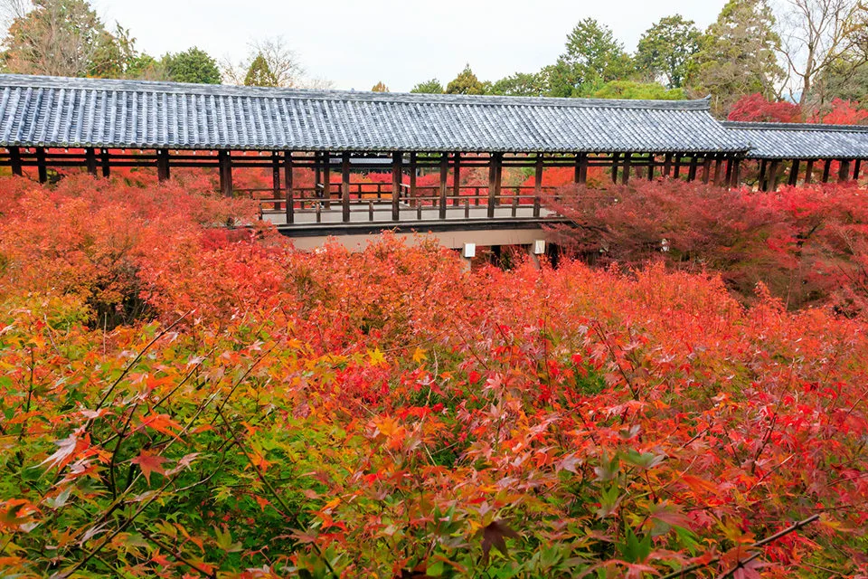 京都紅葉之王 - 東福寺通天橋