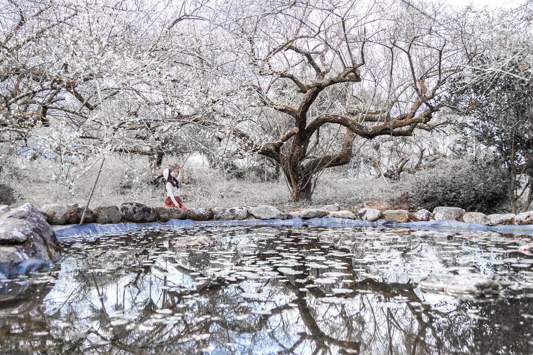 石家梅園 台灣梅花 梅花 台灣賞梅 台灣賞梅秘境 台灣賞花秘境 台灣賞花 台灣賞梅景點 台灣花季 台灣好去處 台灣必去 踏青好去處 台灣踏青好去處 台灣踏青 南部賞梅景點 北部賞梅景點 中部賞梅景點
