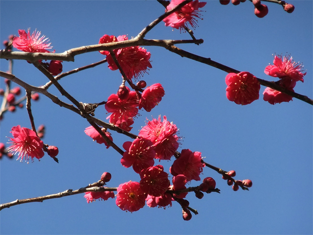 日本賞花 日本梅花 賞梅景點 梅花 Plum blossom