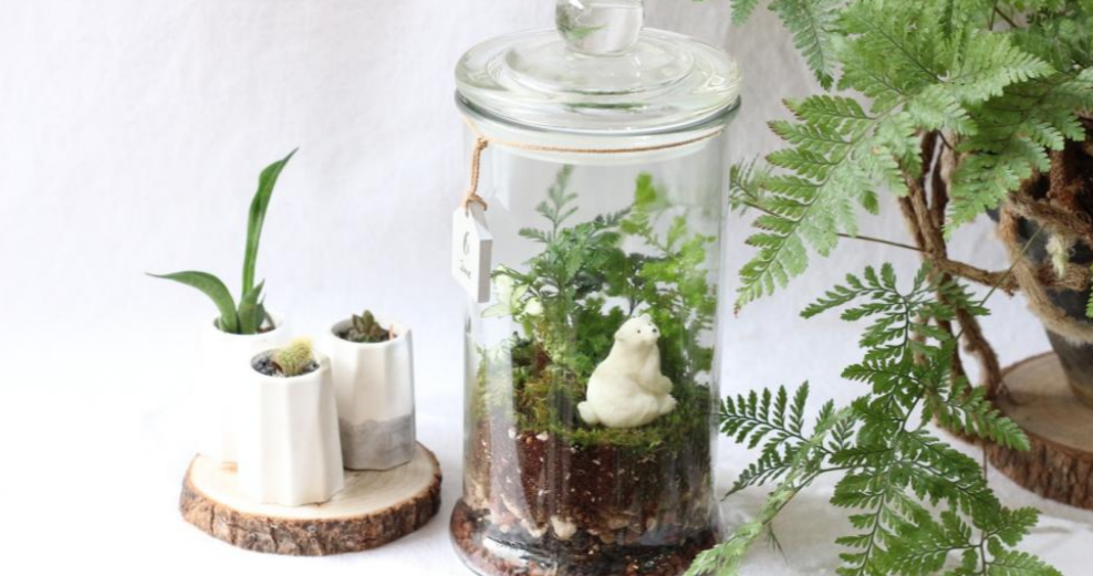 植物生態瓶