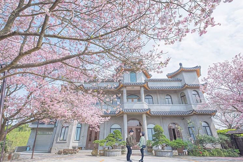 陽明山櫻花季 陽明山賞櫻 陽明山花季 陽明山賞花 陽明山櫻花 陽明山國家公園 台灣櫻花 陽明山櫻花 台灣賞櫻 櫻花 台灣賞櫻秘境 台灣賞花 台灣賞櫻景點 台灣花季 台灣好去處 台灣必去 踏青好去處 台灣踏青好去處 台灣踏青 南部賞櫻景點 北部賞櫻景點 中部賞櫻景點