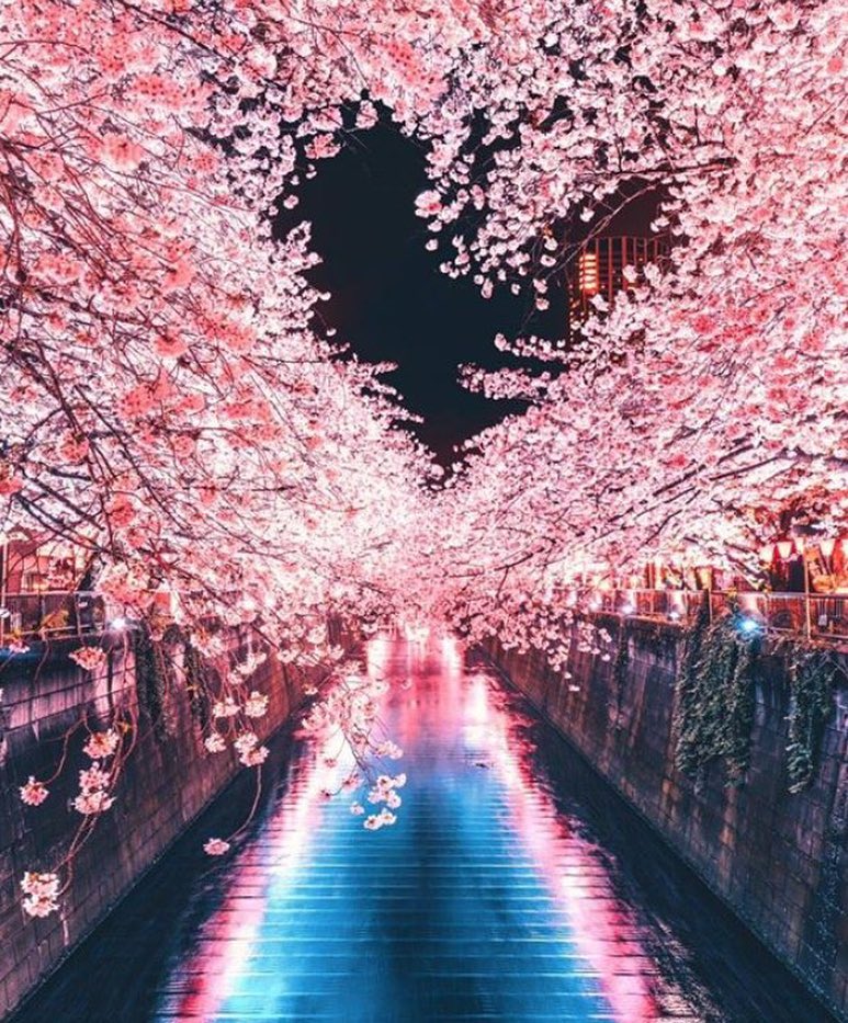 目黑川 夜櫻 夜櫻景點 日本賞花