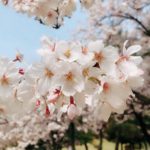 日本 Japan 日本必食 日本必吃 日本必到 日本必去 日本必買 日本必掃 日本自由行 日本行程 日本行程包 日本懶人包 日本好去處 日本景點 日本必到景點 日本美食 日本交通 日本攻略 日本自由行行程 日本自由行行程推薦 日本酒店 日本飯店 日本住宿 日本酒店推薦 日本飯店推薦 日本必住酒店 日本必住飯店 日本必食2019 日本必吃2019 日本必到2019 日本必去2019 日本必買2019 日本必掃2019 日本自由行2019 日本行程2019 日本行程包2019 日本懶人包2019 日本好去處2019 日本景點2019 日本必到景點2019 日本必去景點2019 日本美食2019 日本交通2019 日本攻略2019 日本自由行行程2019 日本自由行行程推薦2019 日本酒店2019 日本飯店2019 日本酒店推薦2019 日本飯店推薦2019 日本必住酒店2019 日本必住飯店2019 日本住宿2019 日本必食2020 日本必吃2020 日本必到2020 日本必去2020 日本必買2020 日本必掃2020 日本自由行2020 日本行程2020 日本行程包2020 日本懶人包2020 日本好去處2020 日本景點2020 日本必到景點2020 日本美食2020 日本交通2020 日本攻略2020 日本自由行行程2020 日本自由行行程推薦2020 日本酒店2020 日本飯店2020 日本住宿2020 日本酒店推薦2020 女飯店推薦2020 日本必住酒店2020 日本必住飯店2020 九州 Kyushu 九州必食 九州必吃 九州必到 九州必去 九州必買 九州必掃 九州自由行 行程 九州行程包 九州懶人包 九州好去處 九州景點 九州必到景點 九州美食 九州交通 九州攻略 九州自由行行程 九州自由行行程推薦 九州酒店 九州飯店 九州住宿 九州酒店推薦 九州飯店推薦 九州必住酒店 九州必住飯店 九州必食2019 九州必吃2019 九州必到2019 九州必去2019 九州必買2019 九州必掃2019 九州自由行2019 九州行程2019 九州行程包2019 九州懶人包2019 九州好去處2019 九州景點2019 九州必到景點2019 九州必去景點2019 九州美食2019 九州交通2019 九州攻略2019 九州自由行行程2019 九州自由行行程推薦2019 九州酒店2019 九州飯店2019 九州酒店推薦2019 九州飯店推薦2019 九州必住酒店2019 九州必住飯店2019 九州住宿2019 九州必食2020 九州必吃2020 九州必到2020 九州必去2020 九州必買2020 九州必掃2020 九州自由行2020 九州行程2020 九州行程包2020 九州懶人包2020 九州好去處2020 九州景點2020 九州必到景點2020 九州美食2020 九州交通2020 九州攻略2020 九州自由行行程2020 九州自由行行程推薦2020 九州酒店2020 九州飯店2020 九州住宿2020 九州酒店推薦2020 九州飯店推薦2020 九州必住酒店2020 九州必住飯店2020 大分 Oita 大分必食 大分必吃 大分必到 大分必去 大分必買 大分必掃 大分自由行 大分行程 大分行程包 大分懶人包 大分好去處 大分景點 大分必到景點 大分美食 大分交通 大分攻略 大分自由行行程 大分自由行行程推薦 大分酒店 大分飯店 大分住宿 大分酒店推薦 大分飯店推薦 大分必住酒店 大分必住飯店 大分必食2019 大分必吃2019 大分必到2019 大分必去2019 大分必買2019 大分必掃2019 大分自由行2019 大分行程2019 大分行程包2019 大分懶人包2019 大分好去處2019 大分景點2019 大分必到景點2019 大分必去景點2019大分 美食2019 大分交通2019 大分攻略2019 大分自由行行程2019 大分自由行行程推薦2019 大分酒店2019大分 飯店2019 大分酒店推薦2019 大分飯店推薦2019 大分必住酒店2019 大分必住飯店2019 大分住宿2019 大分必食2020 大分必吃2020 大分必到2020 大分必去2020 大分必買2020 大分必掃2020 大分自由行2020 大分行程2020 大分行程包2020 大分懶人包2020 大分好去處2020 大分景點2020 大分必到景點2020 大分美食2020 大分交通2020 大分攻略2020 大分自由行行程2020 大分自由行行程推薦2020 大分酒店2020 大分飯店2020 大分住宿2020 大分酒店推薦2020 大分飯店推薦2020 大分必住酒店2020 大分必住飯店2020 鹿兒島 Kagoshima 鹿兒島必食 鹿兒島必吃 鹿兒島必到 鹿兒島必去 鹿兒島必買 鹿兒島必掃 鹿兒島自由行 鹿兒島行程 鹿兒島行程包 鹿兒島懶人包 鹿兒島好去處 鹿兒島景點 鹿兒島必到景點 鹿兒島美食 鹿兒島交通 鹿兒島攻略 鹿兒島自由行行程鹿兒島 自由行行程推薦 鹿兒島酒店 鹿兒島飯店 鹿兒島住宿 鹿兒島酒店推薦 鹿兒島飯店推薦 鹿兒島必住酒店 鹿兒島必住飯店 鹿兒島必食2019 鹿兒島必吃2019 鹿兒島必到2019 鹿兒島必去2019 鹿兒島必買2019 鹿兒島必掃2019 鹿兒島自由行2019 鹿兒島行程2019 鹿兒島行程包2019 鹿兒島懶人包2019 鹿兒島好去處2019 鹿兒島景點2019 鹿兒島必到景點2019 鹿兒島必去景點2019 鹿兒島美食2019 鹿兒島交通2019 鹿兒島攻略2019 鹿兒島自由行行程2019 鹿兒島自由行行程推薦2019 鹿兒島酒店2019 鹿兒島飯店2019 鹿兒島酒店推薦2019 鹿兒島飯店推薦2019 鹿兒島必住酒店2019 鹿兒島必住飯店2019 鹿兒島住宿2019 鹿兒島必食2020 鹿兒島必吃2020 鹿兒島必到2020 鹿兒島必去2020 鹿兒島必買2020 鹿兒島必掃2020 鹿兒島自由行2020 鹿兒島行程2020 鹿兒島行程包2020 鹿兒島懶人包2020 鹿兒島好去處2020 鹿兒島景點2020 鹿兒島必到景點2020 鹿兒島美食2020 鹿兒島交通2020 鹿兒島攻略2020 鹿兒島自由行行程2020 鹿兒島自由行行程推薦2020 鹿兒島酒店2020鹿兒島飯店2020 鹿兒島住宿2020 鹿兒島酒店推薦2020 鹿兒島飯店推薦2020 鹿兒島必住酒店2020 鹿兒島必住飯店2020 長崎 Nagasaki 長崎必食長崎 必吃 長崎必到 長崎必去 長崎必買 長崎必掃 長崎自由行 長崎行程 長崎行程包 長崎懶人包 長崎好去處 長崎景點 長崎必到景點 長崎美食 長崎交通 長崎攻略 長崎自由行行程 長崎自由行行程推薦 長崎酒店 長崎飯店 長崎住宿 長崎酒店推薦 長崎飯店推薦 長崎必住酒店 長崎必住飯店 長崎必食2019 長崎必吃2019 長崎必到2019 長崎必去2019 長崎必買2019 長崎必掃2019 長崎自由行2019 長崎行程2019 長崎行程包2019 長崎懶人包2019 長崎好去處2019 長崎景點2019 長崎必到景點2019 長崎必去景點2019 長崎美食2019 長崎交通2019 長崎攻略2019 長崎自由行行程2019 長崎自由行行程推薦2019 長崎酒店2019 長崎飯店2019 長崎酒店推薦2019 長崎飯店推薦2019 長崎必住酒店2019 長崎必住飯店2019 長崎住宿2019 長崎必食2020 長崎必吃2020 長崎必到2020 長崎必去2020 長崎必買2020 長崎必掃2020 長崎自由行2020 長崎行程2020 長崎行程包2020 長崎懶人包2020 長崎好去處2020 長崎景點2020 長崎必到景點2020 長崎美食2020 長崎交通2020 長崎攻略2020 長崎自由行行程2020 長崎自由行行程推薦2020 長崎酒店2020 長崎飯店2020 長崎住宿2020 長崎酒店推薦2020 長崎飯店推薦2020 長崎必住酒店2020 長崎必住飯店2020 福岡 Hakata 福岡必食 福岡必吃 福岡必到 福岡必去 福岡必買 福岡必掃 福岡自由行 福岡行程 福岡行程包 福岡懶人包 福岡好去處 福岡景點 福岡必到景點 福岡美食 福岡交通 福岡攻略 福岡自由行行程 福岡自由行行程推薦 福岡酒店 福岡飯店 福岡住宿 福岡酒店推薦 福岡飯店推薦 福岡必住酒店 福岡必住飯店 福岡必食2019 福岡必吃2019 福岡必到2019 福岡必去2019 福岡必買2019 福岡必掃2019 福岡自由行2019 福岡行程2019 福岡行程包2019 福岡懶人包2019 福岡好去處2019 福岡景點2019 福岡必到景點2019 福岡必去景點2019 福岡美食2019 福岡交通2019 福岡攻略2019 福岡自由行行程2019 福岡自由行行程推薦2019 福岡酒店2019 福岡飯店2019 福岡酒店推薦2019 福岡飯店推薦2019 福岡必住酒店2019 福岡必住飯店2019 福岡住宿2019 福岡必食2020 福岡必吃2020 福岡必到2020 福岡必去2020 福岡必買2020 福岡必掃2020 福岡自由行2020 福岡行程2020 福岡行程包2020 福岡懶人包2020 福岡好去處2020 福岡景點2020 福岡必到景點2020 福岡美食2020 福岡交通2020 福岡攻略2020 福岡自由行行程2020 福岡自由行行程推薦2020 福岡酒店2020 福岡飯店2020 福岡住宿2020 福岡酒店推薦2020 福岡飯店推薦2020 福岡必住酒店2020 福岡必住飯店2020 熊本 Kumamoto 熊本必食 熊本必吃 熊本必到 熊本必去 熊本必買 熊本必掃 熊本自由行 熊本行程 熊本行程包 熊本懶人包 熊本好去處 熊本景點 熊本必到景點 熊本美食 熊本交通 熊本攻略 熊本自由行行程 熊本自由行行程推薦 熊本酒店 熊本飯店 熊本住宿 熊本酒店推薦 熊本飯店推薦 熊本必住酒店 熊本必住飯店 熊本必食2019 熊本必吃2019 熊本必到2019 熊本必去2019 熊本必買2019 熊本必掃2019 熊本自由行2019 熊本行程2019 熊本行程包2019 熊本懶人包2019 熊本好去處2019 熊本景點2019 熊本必到景點2019 熊本必去景點2019 熊本美食2019 熊本交通2019 熊本攻略2019 熊本自由行行程2019 熊本自由行行程推薦2019 熊本酒店2019 熊本飯店2019 熊本酒店推薦2019 熊本飯店推薦2019 熊本必住酒店2019 熊本必住飯店2019 住宿2019 熊本必食2020 熊本必吃2020 熊本必到2020 熊本必去2020 熊本必買2020 熊本必掃2020 熊本自由行2020 熊本行程2020 熊本行程包2020 熊本懶人包2020 熊本好去處2020 熊本景點2020 熊本必到景點2020 熊本美食2020 熊本交通2020 熊本攻略2020 熊本自由行行程2020 熊本自由行行程推薦2020 熊本酒店2020 熊本飯店2020 熊本住宿2020 熊本酒店推薦2020 熊本飯店推薦2020 熊本必住酒店2020 熊本必住飯店2020 佐賀 Saga 佐賀必食 佐賀必吃 佐賀必到 佐賀必去 佐賀必買 佐賀必掃 佐賀自由行 佐賀行程 佐賀行程包 佐賀懶人包 佐賀好去處 佐賀景點 佐賀必到景點 佐賀美食 佐賀交通 佐賀攻略 佐賀自由行行程 佐賀自由行行程推薦 佐賀酒店 佐賀飯店 佐賀住宿 佐賀酒店推薦 佐賀飯店推薦 佐賀必住酒店 佐賀必住飯店 佐賀必食2019 佐賀必吃2019 佐賀必到2019 佐賀必去2019 佐賀必買2019 佐賀必掃2019 佐賀自由行2019 佐賀行程2019 佐賀行程包2019 佐賀懶人包2019 佐賀好去處2019 佐賀景點2019 佐賀必到景點2019 佐賀必去景點2019 佐賀美食2019 佐賀交通2019 佐賀攻略2019 佐賀自由行行程2019 佐賀自由行行程推薦2019 佐賀酒店2019 佐賀飯店2019 佐賀酒店推薦2019 佐賀飯店推薦2019 佐賀必住酒店2019 佐賀必住飯店2019 佐賀住宿2019 佐賀必食2020 佐賀必吃2020 佐賀必到2020 佐賀必去2020 佐賀必買2020 佐賀必掃2020 佐賀自由行2020 佐賀行程2020 佐賀行程包2020 佐賀懶人包2020 佐賀好去處2020 佐賀景點2020 佐賀必到景點2020 佐賀美食2020 佐賀交通2020 佐賀攻略2020 佐賀自由行行程2020 佐賀自由行行程推薦2020 佐賀酒店2020 佐賀飯店2020 佐賀住宿2020 佐賀酒店推薦2020 佐賀飯店推薦2020 佐賀必住酒店2020 佐賀必住飯店2020 宮崎 Miyazaki 宮崎必食 宮崎必吃 宮崎必到 宮崎必去 宮崎必買 宮崎必掃 宮崎自由行 宮崎行程 宮崎行程包 宮崎懶人包 宮崎好去處 宮崎景點 宮崎必到景點 宮崎美食 宮崎交通 宮崎攻略 宮崎自由行行程 宮崎自由行行程推薦 宮崎酒店 宮崎飯店 宮崎住宿 宮崎酒店推薦 宮崎飯店推薦 宮崎必住酒店 宮崎必住飯店 宮崎必食2019 宮崎必吃2019 宮崎必到2019 宮崎必去2019 宮崎必買2019 宮崎必掃2019 宮崎自由行2019 宮崎行程2019 宮崎行程包2019 宮崎懶人包2019 宮崎好去處2019 宮崎景點2019 宮崎必到景點2019 宮崎必去景點2019 宮崎美食2019 宮崎交通2019 宮崎攻略2019 宮崎自由行行程2019 宮崎自由行行程推薦2019 宮崎酒店2019 宮崎飯店2019 宮崎酒店推薦2019 宮崎飯店推薦2019 宮崎必住酒店2019 宮崎必住飯店2019 宮崎住宿2019 宮崎必食2020 宮崎必吃2020 宮崎必到2020 宮崎必去2020 宮崎必買2020 宮崎必掃2020 宮崎自由行2020 宮崎行程2020 宮崎行程包2020 宮崎懶人包2020 宮崎好去處2020 宮崎景點2020 宮崎必到景點2020 宮崎美食2020 宮崎交通2020 宮崎攻略2020 宮崎自由行行程2020 宮崎自由行行程推薦2020 宮崎酒店2020 宮崎飯店2020 宮崎住宿2020 宮崎酒店推薦2020 宮崎飯店推薦2020 宮崎必住酒店2020 宮崎必住飯店2020 舞鶴公園 西公園 甘木公園 丸山公園 淺井的一本櫻 浅井の一本桜 秋月杉之馬場 秋月杉の馬場 小倉城勝山公園 勝山公園 一心行大櫻 一心行の大桜 水前寺成趣園 仙巖園 仙巌園 御船山樂園 御船山楽園 小城公園 母智丘公園 岡城跡 大村公園 日本櫻花 日本櫻花景點 日本賞櫻 日本櫻花攻略 日本賞櫻攻略 日本櫻花2020 日本櫻花景點2020 日本賞櫻2020 日本櫻花攻略2020 日本賞櫻攻略2020 福岡櫻花 福岡櫻花景點 福岡賞櫻 福岡櫻花攻略 福岡賞櫻攻略 福岡櫻花2020 福岡櫻花景點2020 福岡賞櫻2020 福岡櫻花攻略2020 福岡賞櫻攻略2020 熊本櫻花 熊本櫻花景點 熊本賞櫻 熊本櫻花攻略 熊本賞櫻攻略 熊本櫻花2020 熊本櫻花景點2020 熊本賞櫻2020 熊本櫻花攻略2020 熊本賞櫻攻略2020 鹿兒島櫻花 鹿兒島櫻花景點 鹿兒島賞櫻 鹿兒島櫻花攻略 鹿兒島賞櫻攻略 鹿兒島櫻花2020 鹿兒島櫻花景點2020 鹿兒島賞櫻2020 鹿兒島櫻花攻略2020 鹿兒島賞櫻攻略2020 佐賀櫻花 佐賀櫻花景點 佐賀賞櫻 佐賀櫻花攻略 佐賀賞櫻攻略 佐賀櫻花2020 佐賀櫻花景點2020 佐賀賞櫻2020 佐賀櫻花攻略2020 佐賀賞櫻攻略2020 宮崎櫻花 宮崎櫻花景點 宮崎賞櫻 宮崎櫻花攻略 宮崎賞櫻攻略 宮崎櫻花2020 宮崎櫻花景點2020 宮崎賞櫻2020 宮崎櫻花攻略2020 宮崎賞櫻攻略2020 大分櫻花 大分櫻花景點 大分賞櫻 大分櫻花攻略 大分賞櫻攻略 大分櫻花2020 大分櫻花景點2020 大分賞櫻2020 大分櫻花攻略2020 大分賞櫻攻略2020 長崎櫻花 長崎櫻花景點 長崎賞櫻 長崎櫻花攻略 長崎賞櫻攻略 長崎櫻花2020 長崎櫻花景點2020 長崎賞櫻2020 長崎櫻花攻略2020 長崎賞櫻攻略2020 舞鶴公園2019 舞鶴公園楓葉 舞鶴公園櫻花 舞鶴公園紅葉 舞鶴公園9月 舞鶴公園1月 舞鶴公園夜櫻 舞鶴公園交通 舞鶴公園12月 舞鶴公園英文 西公園櫻花2019 西公園仙台 西公園紅葉 福岡西公園櫻花 舞鶴公園 大濠公園 西公園交通 大濠公園美食 福岡城大濠公園 博多到大濠公園 甘木公園櫻花 甘木公園交通 舞鶴公園 福岡櫻花時間 舞鶴公園櫻花2019 福岡賞櫻時間 甘木觀光巴士 福岡櫻花2020 舞鶴公園夜櫻 福岡賞櫻2019 福岡櫻花時間 福岡櫻花2019 福岡櫻花祭 長崎櫻花2019 岡山櫻花2019 福岡絕景 櫻花季節 輕井澤櫻花 青森櫻花2019 日光櫻花2019 秋月日本 秋月城跡午餐 秋月城舊址 秋月城跡黑門 秋月城舊址交通 朝倉市美食 福岡秋月城跡賞楓 秋月城跡開放時間 秋月城跡楓葉 秋月城跡自駕 勝山公園紅葉 勝山公園楓葉 勝山公園櫻花 勝山公園停車場 小倉城 竉門神社 小倉城晚上 小倉城開放時間 福岡夜楓 一心行大櫻2019 白川水源 南阿蘇景點 白川水源2018 阿蘇景點2018 阿蘇地圖 熊本絕景 阿蘇山9月 阿蘇火山10月 草千里10月 水前寺成趣園紅葉 水前寺成趣園2019 水前寺成趣園必買 水前寺成趣園停留時間 水前寺成趣園冬天 水前寺成趣園停車 水前寺成趣園美食 水前寺成趣園抹茶 水前寺成趣園mapcode 水前寺成趣園楓葉 仙巖園停留時間 仙巖園和服 仙巖園紅葉 仙巖園星巴克 仙巖園貓神社 仙巖園世界遺產 仙巖園茶寮 仙巖園mapcode 仙巖園2018 仙巖園公車 御船山樂園2019 御船山樂園teamlab 御船山樂園值得去嗎 御船山樂園門票 御船山樂園櫻花 御船山樂園teamlab 2019 御船山樂園hotel 御船山樂園紅葉祭2019 佐賀御船山樂園teamlab 御船山樂園酒店blog 佐賀小城 小城景點 舞鶴公園 御船山樂園 佐賀小城景點 母智丘公園交通 岡城跡交通 岡城跡櫻花 岡城跡紅葉 大分縣岡城跡 岡城跡賞楓 岡城跡楓葉 岡城交通 岡城櫻花祭 豐後竹田車站 豐後景點 大村公園櫻花2019 大村公園2019 大村公園巴士 大村公園mapcode omura park大村公園 長崎大村公園櫻花2019 彰化大村公園 九州大村 大村公園玖島城跡 大村市景點