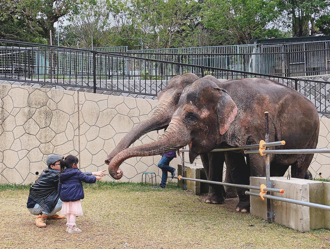 沖繩兒童遊樂場 沖繩 兒童遊樂場 沖繩有咩玩 沖繩 動物園 沖繩動物園 沖繩 兒童王國 沖繩兒童王國 沖縄こどもの国 OKINAWA ZOO & MUSEUM 沖繩親子景點 沖繩親子 沖繩親子遊 沖繩 親子 必去 沖繩北部景點 沖繩中部景點 沖繩 Okinawa 沖繩必食 沖繩必吃 沖繩必到 沖繩必去 沖繩必買 沖繩必掃 沖繩自由行 沖繩行程 沖繩行程包 沖繩懶人包 沖繩好去處 沖繩景點 沖繩必到景點 沖繩必去景點 沖繩美食 沖繩交通 沖繩攻略 沖繩自由行行程 沖繩自由行行程推薦 沖繩酒店 沖繩飯店 沖繩酒店推薦 沖繩飯店推薦 沖繩必住酒店 沖繩必住飯店 沖繩必食2019 沖繩必吃2019 沖繩必到2019 沖繩必去2019 沖繩必買2019 沖繩必掃2019 沖繩自由行2019 沖繩行程2019 沖繩行程包2019 沖繩懶人包2019 沖繩好去處2019 沖繩景點2019 沖繩必到景點2019 沖繩必去景點2019 沖繩美食2019 沖繩交通2019 沖繩攻略2019 沖繩自由行行程2019 沖繩自由行行程推薦2019 沖繩酒店2019 沖繩飯店2019 沖繩酒店推薦2019 沖繩飯店推薦2019 沖繩必住酒店2019 沖繩必住飯店2019