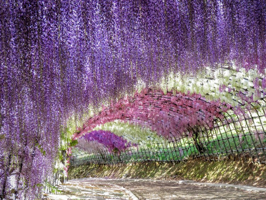 河內藤園　Kawachi Wisteria Garden 紫藤花隧道 九州紫藤花 九州賞花 九州秘境 九州景點 九州必去 九州自由行 九州自駕遊