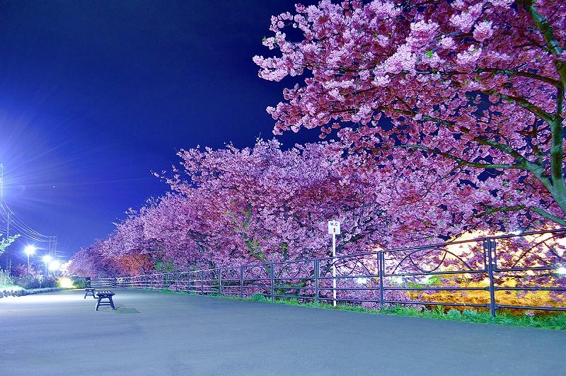 河津夜櫻 河津櫻花 河津櫻祭 河津櫻花點燈