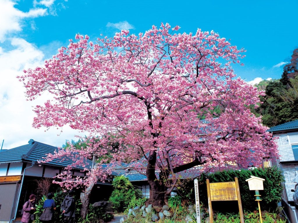 河津櫻原木 河津櫻花 河津櫻祭