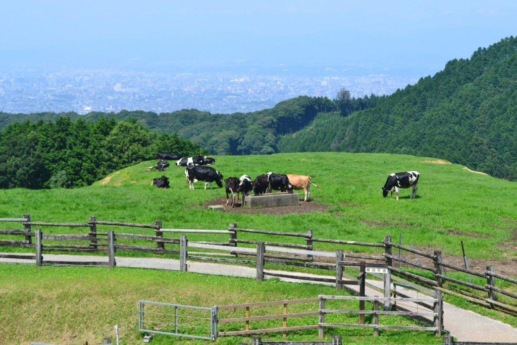 福岡親子景點推介：油山牧場 哞哞樂園農場​ 福岡MoMoLand