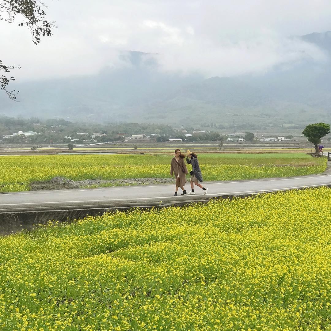 伯朗大道 台灣油菜花 油菜花 金城武樹 天堂路 台灣賞花秘境 台灣賞花 台灣賞花景點 台灣花季 台灣好去處 台灣必去 踏青好去處 台灣踏青好去處 台灣踏青 南部賞花景點 北部賞花景點 中部賞花景點