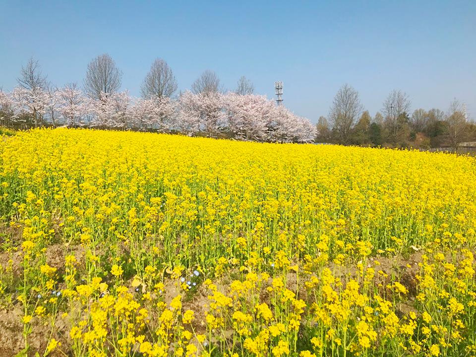 大阪親子好去處：Harvest Hill 油菜花和櫻花