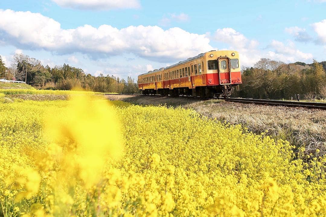 小湊鐵道 油菜花 千葉縣 五井站 上總中野站 夷隅鐵道 大原站 Rape flower