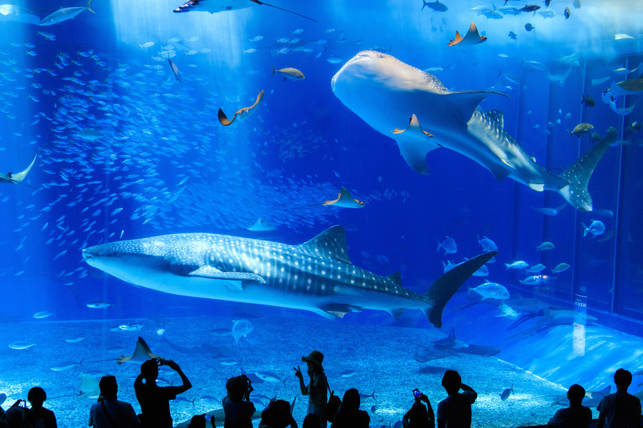 海洋博公園 こくえいおきなわきねんこうえん 沖繩美麗海水族館 熱帶夢幻中心 海洋文化館 沖繩 海洋博公園海豚表演時間 海洋博公園美食 海洋博公園mapcode 海洋博公園兒童樂園 海洋博公園水族館 海洋博公園花火大會2019 海洋博公園怎麼玩 海洋博公園面積 海洋博公園攻略 海洋博公園停車場