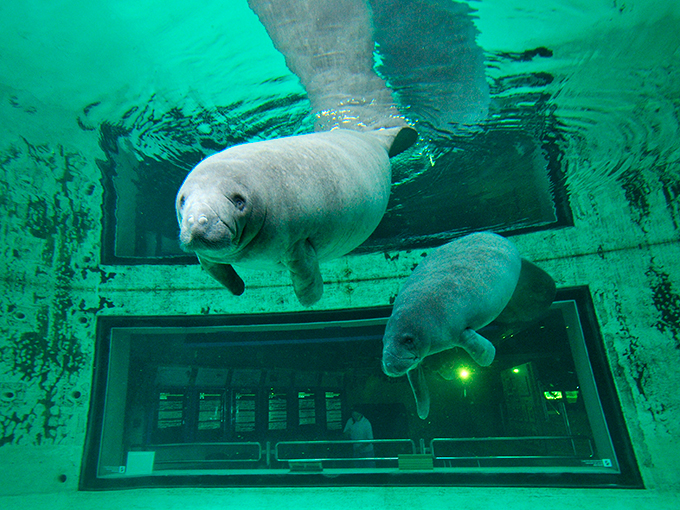 海牛館 海牛 美麗海水族館設施 海洋博公園設施 美麗海水族必看 海洋博公園必看 沖繩美麗海水族館 沖縄美ら海水族館 Okinawa Churaumi Aquarium 海洋博公園 Ocean Expo Park 沖繩自由行 沖繩自駕遊 沖繩景點 沖繩好去處 沖繩必去