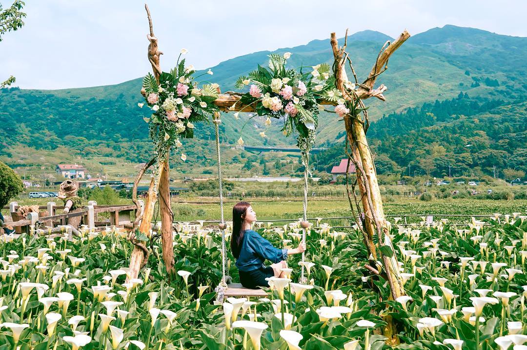 陽明山海芋季 陽明山花季 陽明山賞花 陽明山海芋 陽明山竹子湖 台灣海芋 海芋 台灣賞花秘境 台灣賞花 台灣賞花景點 台灣花季 台灣好去處 台灣必去 踏青好去處 台灣踏青好去處 台灣踏青 南部賞花景點 北部賞花景點 中部賞花景點