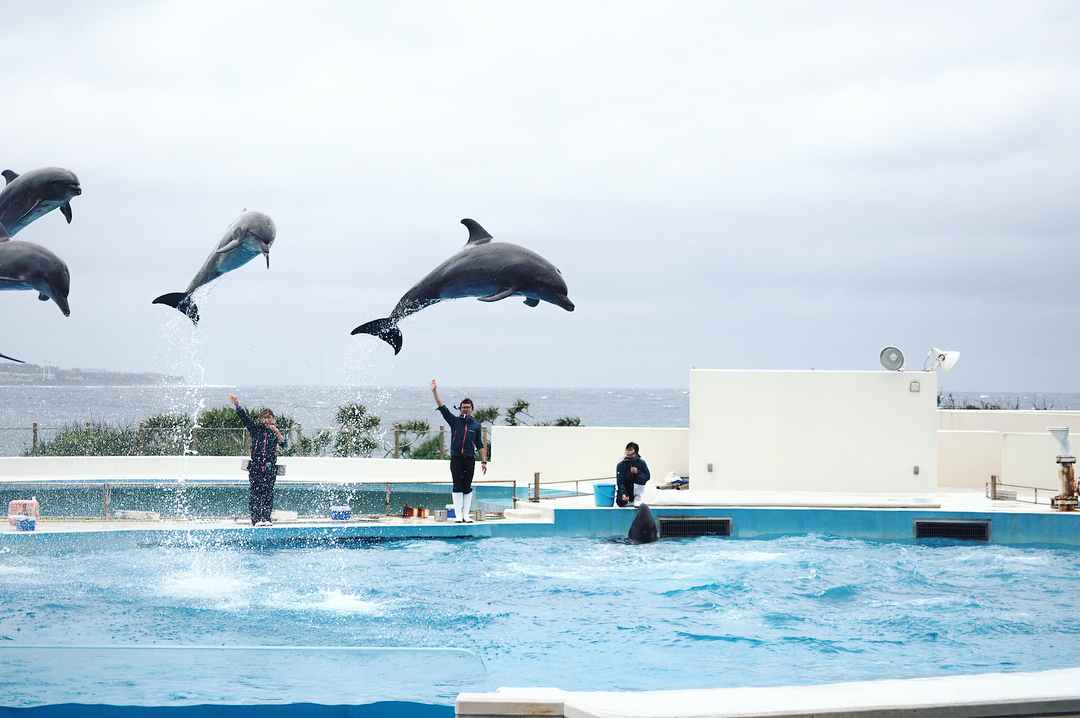 海豚劇場 海豚表演 美麗海水族館節目 海洋博公園節目 美麗海水族館表演 海洋博公園表演 美麗海水族必看 海洋博公園必看 沖繩美麗海水族館 沖縄美ら海水族館 Okinawa Churaumi Aquarium 海洋博公園 Ocean Expo Park 沖繩自由行 沖繩自駕遊 沖繩景點 沖繩好去處 沖繩必去