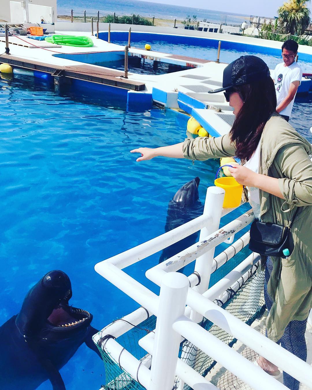 海豚餵食體驗 餵海豚 餵飼食海豚 餵飼海豚 美麗海水族館體驗 海洋博公園體驗 美麗海水族館活動 海洋博公園活動 美麗海水族必看 海洋博公園必看 沖繩美麗海水族館 沖縄美ら海水族館 Okinawa Churaumi Aquarium 海洋博公園 Ocean Expo Park 沖繩自由行 沖繩自駕遊 沖繩景點 沖繩好去處 沖繩必去