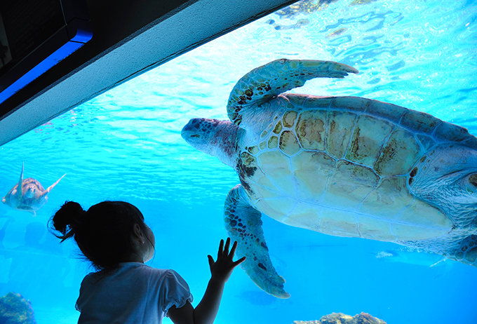 海龜館 海龜 美麗海水族館設施 海洋博公園設施 美麗海水族必看 海洋博公園必看 沖繩美麗海水族館 沖縄美ら海水族館 Okinawa Churaumi Aquarium 海洋博公園 Ocean Expo Park 沖繩自由行 沖繩自駕遊 沖繩景點 沖繩好去處 沖繩必去