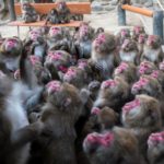 淡路島猴子中心｜淡路島 Awaji Shima 日本 Japan 日本必食 日本必吃 日本必到 日本必去 日本必買 日本必掃 日本自由行 日本行程 日本行程包 日本懶人包 日本好去處 日本景點 日本必到景點 日本必去景點 日本美食 日本交通 日本攻略 日本自由行行程 日本自由行行程推薦 日本酒店 日本飯店 日本酒店推薦 日本飯店推薦 日本必住酒店 日本必住飯店 日本必食2019 日本必吃2019 日本必到2019 日本必去2019 日本必買2019 日本必掃2019 日本自由行2019 日本行程2019 日本行程包2019 日本懶人包2019 日本好去處2019 日本景點2019 日本必到景點2019 日本必去景點2019 日本美食2019 日本交通2019 日本攻略2019 日本自由行行程2019 日本自由行行程推薦2019 日本酒店2019 日本飯店2019 日本酒店推薦2019 日本飯店推薦2019 日本必住酒店2019 日本必住飯店2019 大阪 Osaka 大阪必食 大阪必食 大阪必吃 大阪必到 大阪必去 大阪必買 大阪必掃 大阪自由行 大阪行程 大阪行程包 大阪懶人包 大阪好去處 大阪景點 大阪必到景點 大阪必去景點 大阪美食 大阪交通 大阪攻略 大阪自由行行程 大阪自由行行程推薦 大阪酒店 大阪飯店 大阪酒店推薦 大阪飯店推薦 大阪必住酒店 大阪必住飯店 大阪必食2019 大阪必吃2019 大阪必到2019 大阪必去2019 大阪必買2019 大阪必掃2019 大阪自由行2019 大阪行程2019 大阪行程包2019 大阪懶人包2019 大阪好去處2019 大阪景點2019 大阪必到景點2019 大阪必去景點2019 大阪美食2019 大阪交通2019 大阪攻略2019 大阪自由行行程2019 大阪自由行行程推薦2019 大阪酒店2019 大阪飯店2019 大阪酒店推薦2019 大阪飯店推薦2019 大阪必住酒店2019 大阪必住飯店2019 淡路島必食 淡路島必吃 淡路島必到 淡路島必去 淡路島必買 淡路島必掃 淡路島自由行 淡路島行程 淡路島行程包 淡路島懶人包 淡路島好去處 淡路島景點 淡路島必到景點 淡路島美食 淡路島交通 淡路島攻略 淡路島自由行行程 淡路島自由行行程推薦 淡路島酒店 淡路島飯店 淡路島酒店推薦 淡路島飯店推薦 淡路島必住酒店 淡路島必住飯店 淡路島必食2019 淡路島必吃2019 淡路島必到2019 淡路島必去2019 淡路島必買2019 淡路島必掃2019 淡路島自由行2019 淡路島行程2019 淡路島行程包2019 淡路島懶人包2019 淡路島好去處2019 淡路島景點2019 淡路島必到景點2019 淡路島必去景點2019 淡路島美食2019 淡路島交通2019 淡路島攻略2019 淡路島自由行行程2019 淡路島自由行行程推薦2019 淡路島酒店2019 淡路島飯店2019 淡路島酒店推薦2019 淡路島飯店推薦2019 淡路島必住酒店2019 淡路島必住飯店2019 鳴門漩渦 鳴門の渦潮 渦之道 渦の道 渦流觀潮船 淡路島渦流觀潮船 淡路島猴子中心 淡路島モンキーセンター 二次元之森 ニジゲンノモリ Grand Chariot北斗七星135° グランシャリオ北斗七星 HELLO KITTY SMILE ハローキティスマイル HELLO KITTY SHOW BOX ハローキティショーボックス 幸福鬆餅淡路島分店 幸せのパンケーキ 淡路島テラス 淡路島觀光 淡路島交通 淡路島地圖 淡路島計程車 淡路島公園 淡路島一日遊