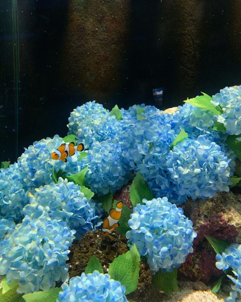 信不信由你博物館 O'Sulloc雪綠茶博物館 濟州島Aqua Planet水族館 愛麗絲夢遊仙境展 濟州島世界汽車博物館 濟州性愛主題樂園 Love Land 濟州 濟州博物館 濟州景點 濟州行程 濟州展覽