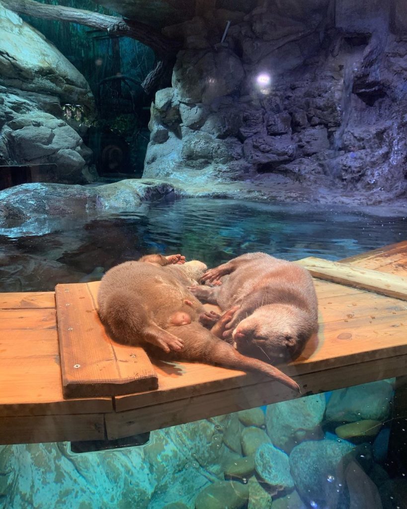 信不信由你博物館 O'Sulloc雪綠茶博物館 濟州島Aqua Planet水族館 愛麗絲夢遊仙境展 濟州島世界汽車博物館 濟州性愛主題樂園 Love Land 濟州 濟州博物館 濟州景點 濟州行程 濟州展覽