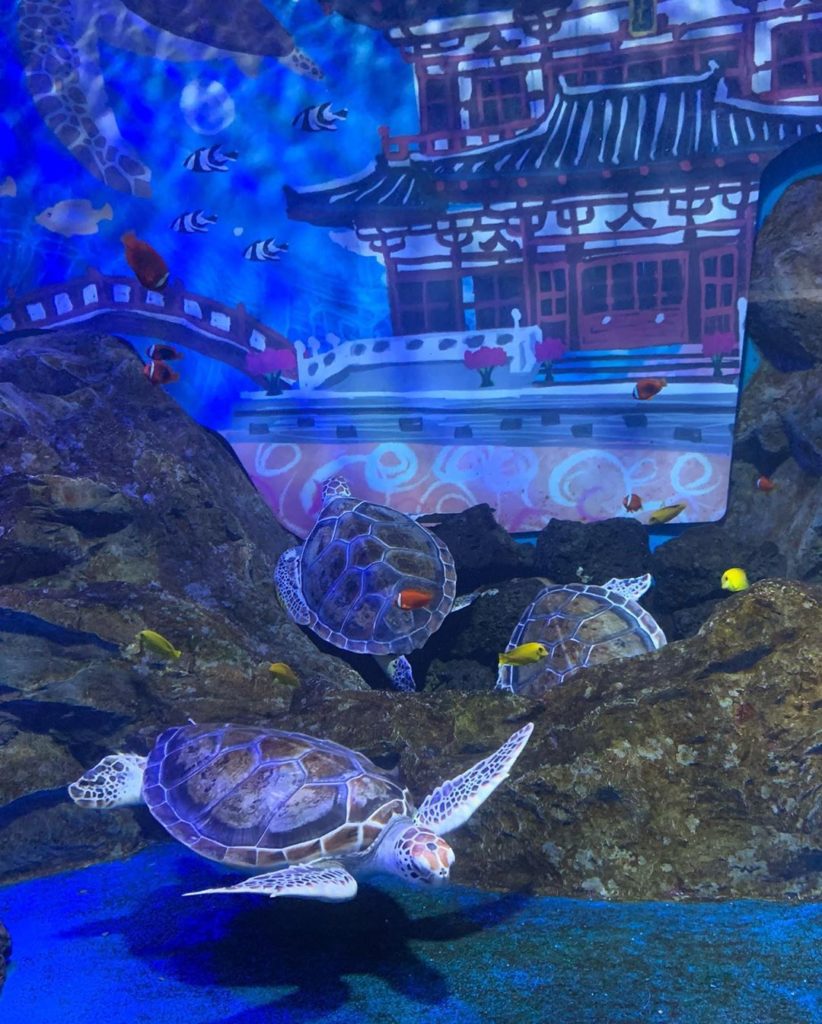 信不信由你博物館 O'Sulloc雪綠茶博物館 濟州島Aqua Planet水族館 愛麗絲夢遊仙境展 濟州島世界汽車博物館 濟州性愛主題樂園 Love Land 濟州 濟州博物館 濟州景點 濟州行程 濟州展覽