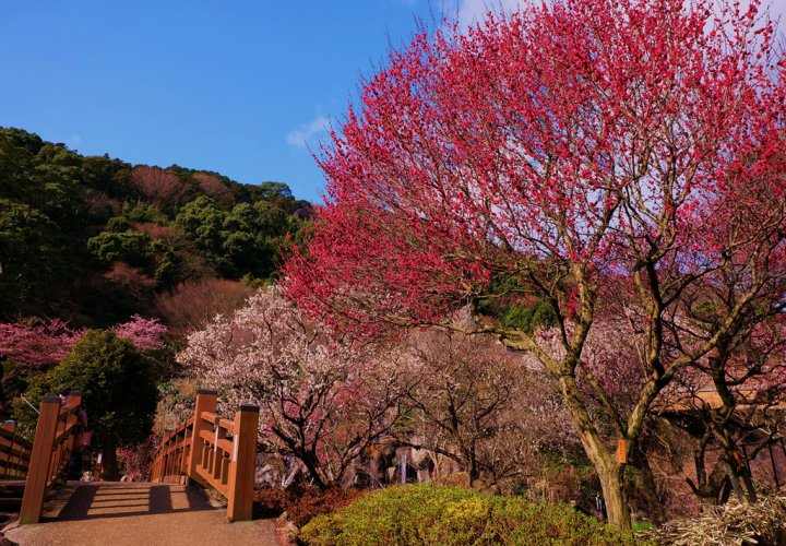 熱海溫泉 熱海自由行 熱海一日遊 熱海行程 熱海景點 熱海梅園