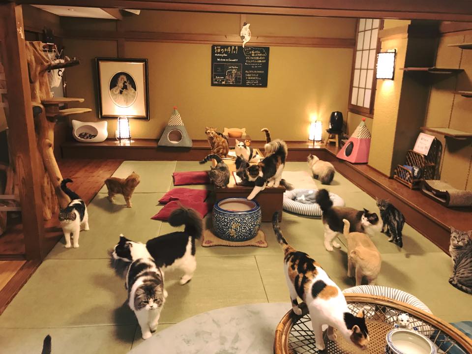 大阪梅田貓CAFE