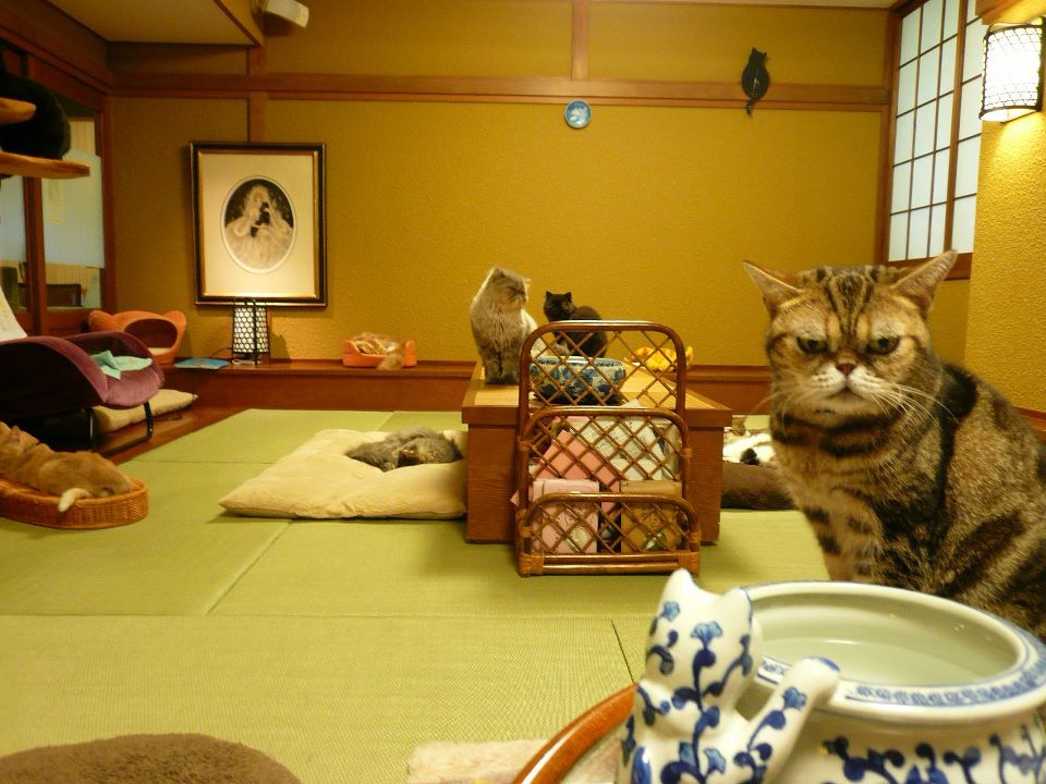 大阪貓CAFE