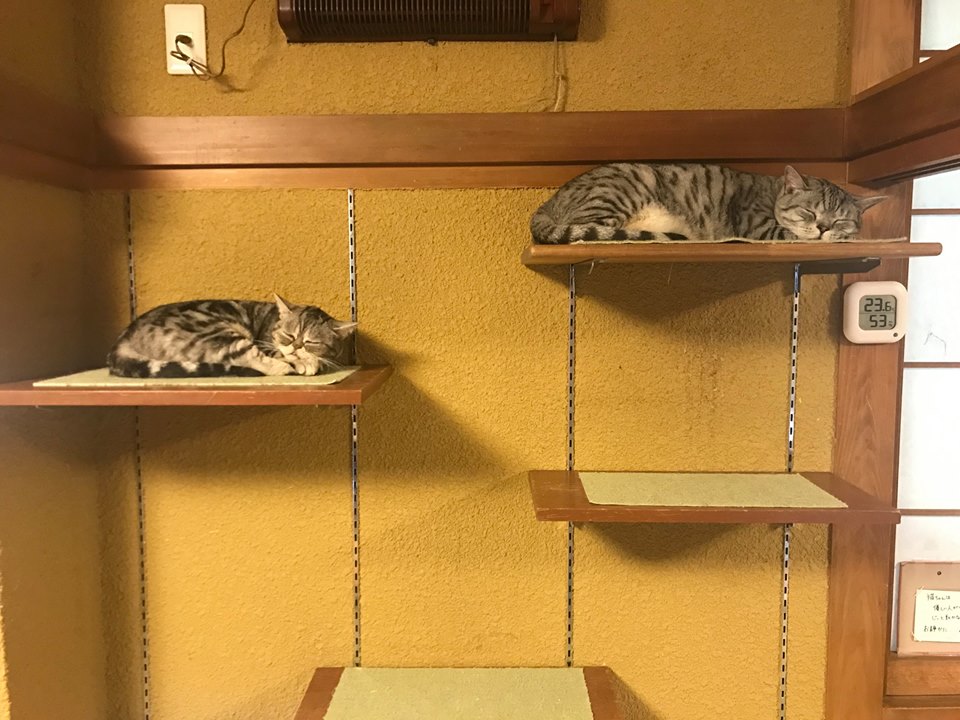 貓CAFE 貓之時間