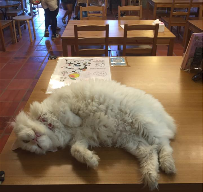 217咖啡館 猴硐坑 猴硐運煤橋 願景館 猴硐車站 猴硐貓村 台灣貓村 瑞芳車站 猴硐貓村一日遊