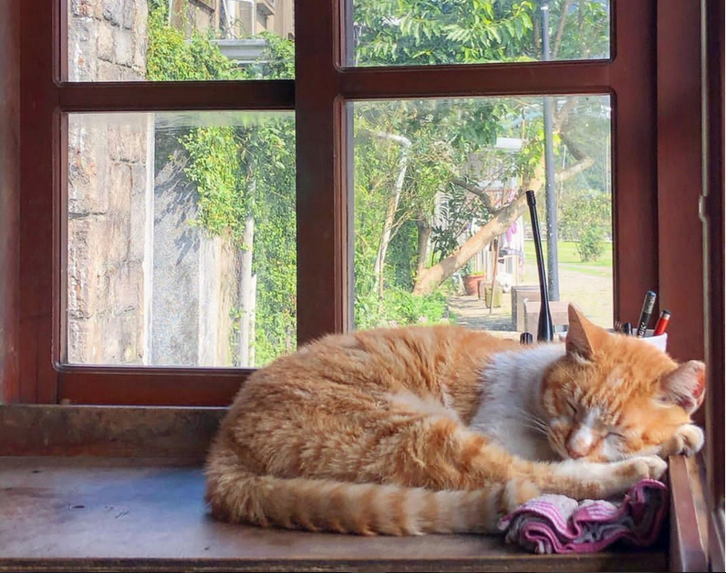 願景館 猴硐車站 猴硐貓村 台灣貓村 瑞芳車站 猴硐貓村一日遊