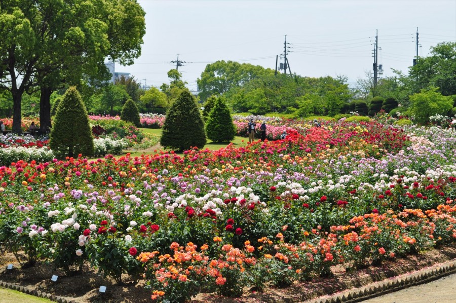 玫瑰 rose RSK玫瑰園 岡山縣 日本賞花