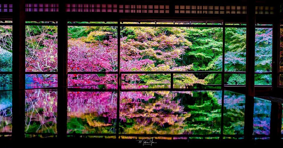 琉璃光院 るりこういん Rurikoin 無量壽山光明寺琉璃光院 八瀨琉璃光院 琉璃光院2019 琉璃光院夏天 琉璃光院2019開放時間 京都琉璃光院2019 琉璃光院美食 琉璃光院紅葉情報 琉璃光院english 紅葉 楓葉
